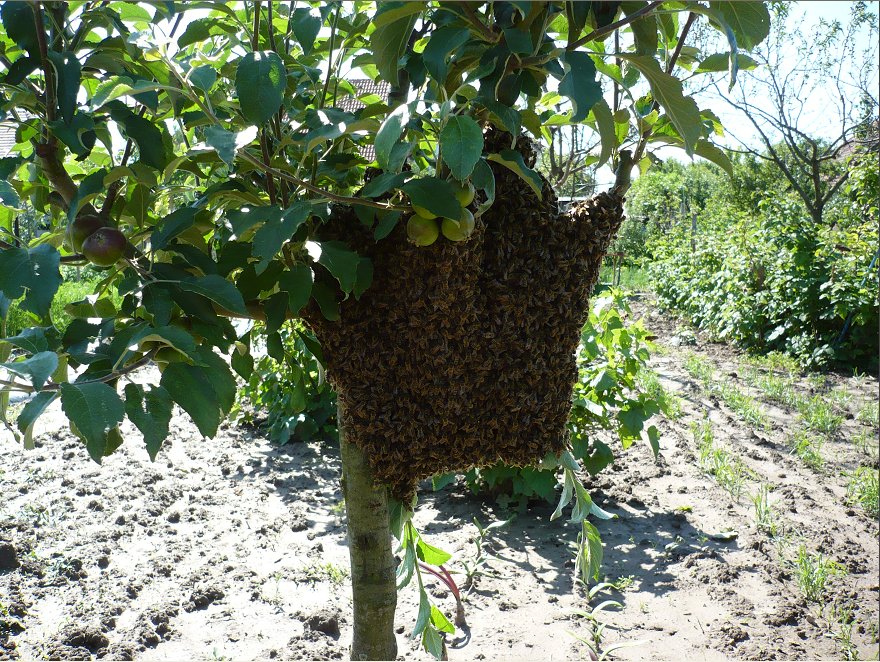 V 2010 bolo veľa rojov kvôli dlhodobému chladnému počasiu, čo zapríčinilo veľmi slabý výnos medu.